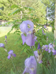 Grape Irises