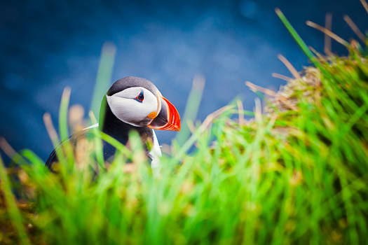 Atlantic Puffin