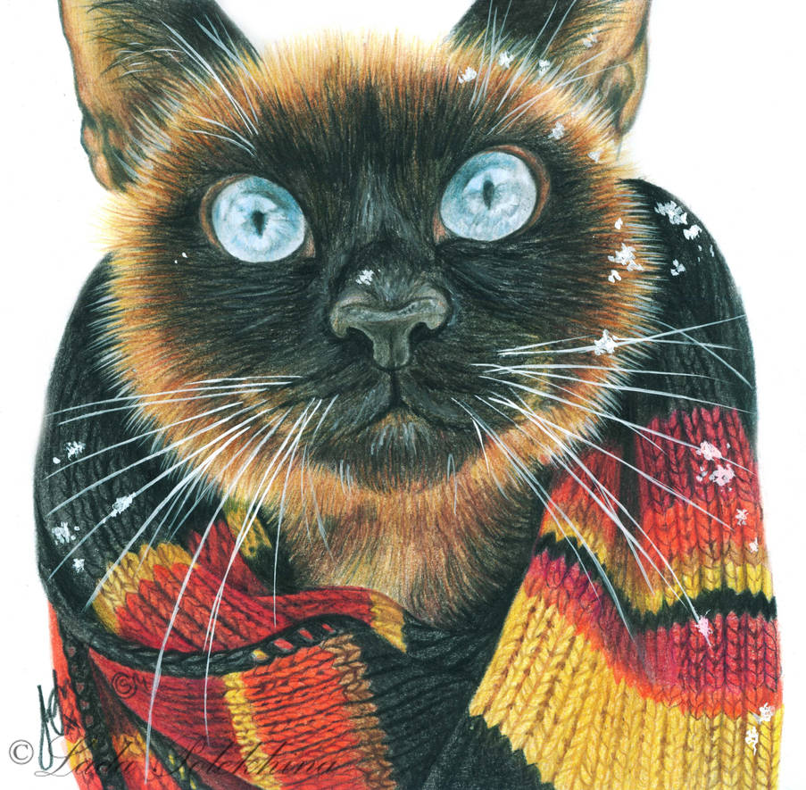 Цветная картинка котика. Кот в шарфе. Котик в шарфике. Кошки цветные. Коты в шарфиках.