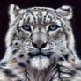 Snow leopard