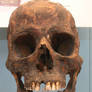 Egyptian skull