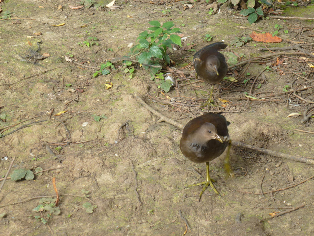 Female Moorhens