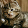Kitten5