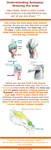 Understanding Anatomy: The Knee by AsharaNi