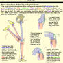 Understanding Anatomy 4: Legs, side view