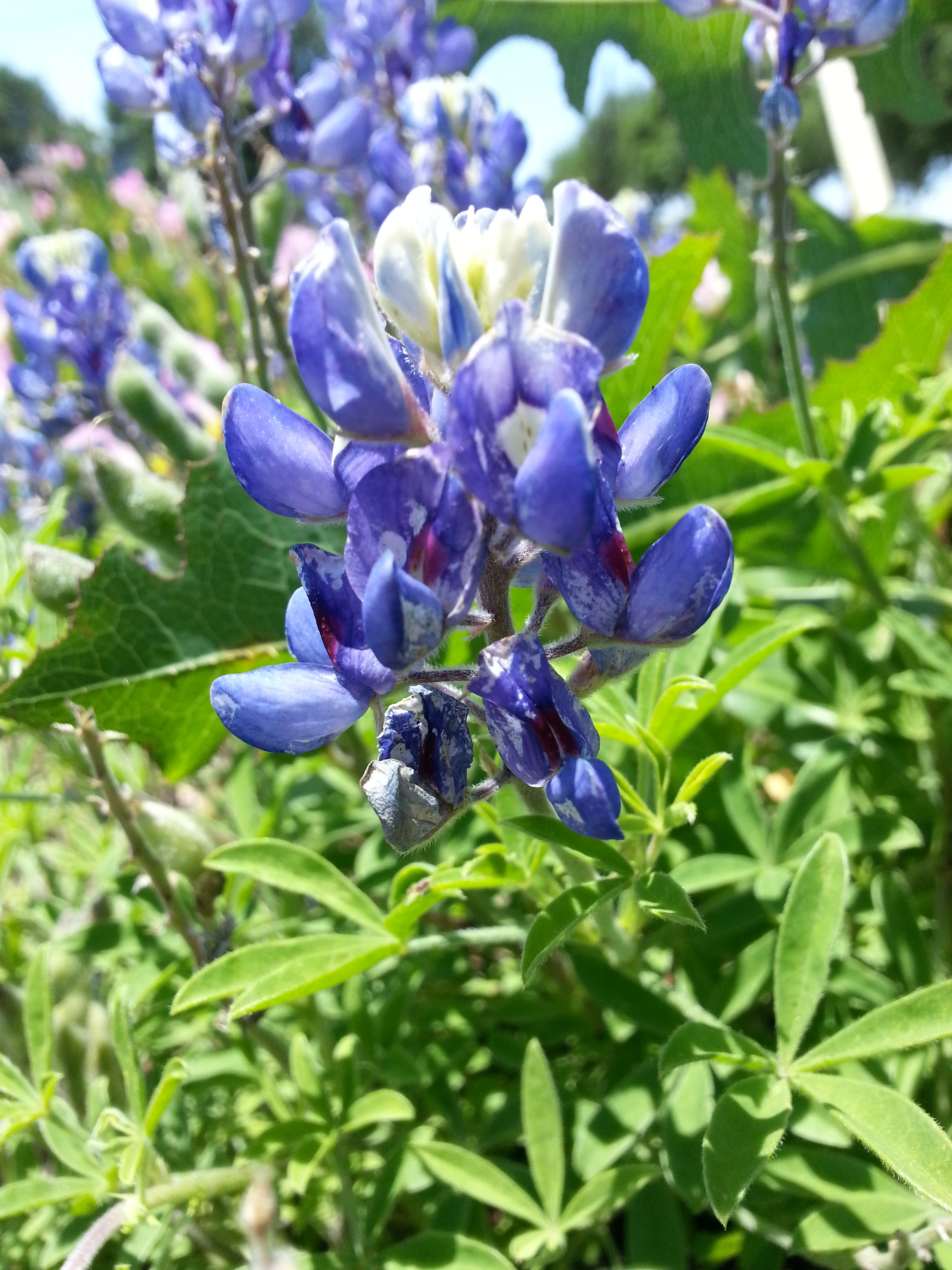 Texas Bluebonnet ID