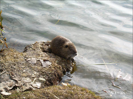 Muskrat