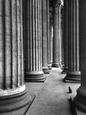 The Cat That Walked By Herself by zeevphoto