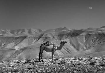 The Sea of the Desert