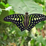 Graphium agamemnon