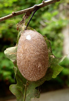 Antheraea mylitta cocoon