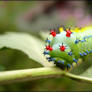 Cecropia moth larva - 2