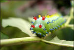 Cecropia moth larva - 2 by J-Y-M