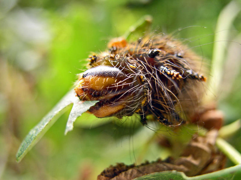 Eacles imperialis larva - 4