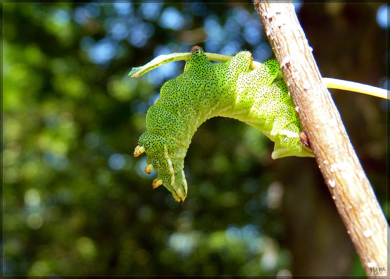 Endromis versicolora larva - 2 by J-Y-M on DeviantArt