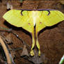 Actias maenas, female - 2