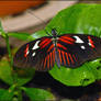 Heliconius melpomene-20111028