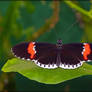 Heliconius melpomene 20111030