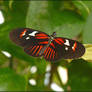 Heliconius melpomene 20111031