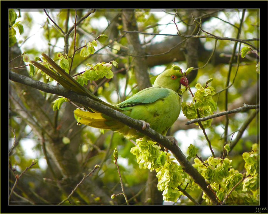 African Ring-necked Parakeet - 2