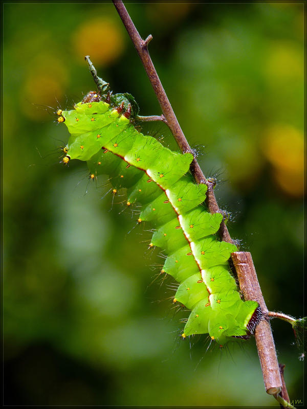 Actias selene, caterpillar - 3