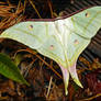 Actias selene, male