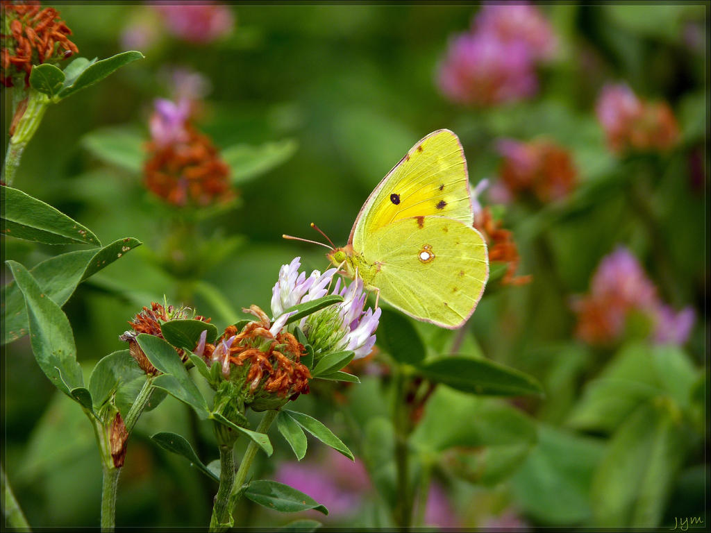 Colias croceus - 5