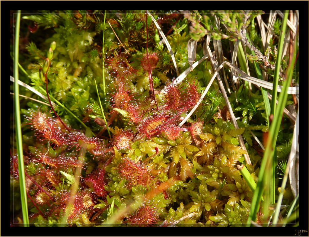 Drosera - 1