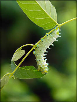 Samia cynthia caterpillar - 5