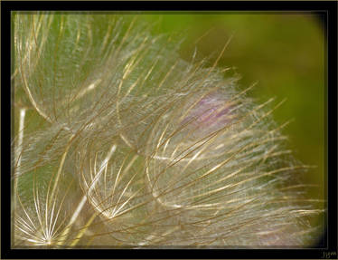 Tragopogon pratensis