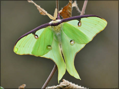 Actias luna, male - 2