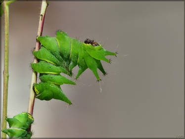 Argema mimosae caterpillar