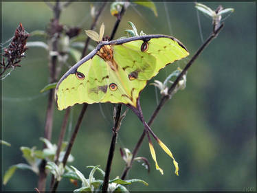 Argema mimosae, male