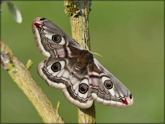 Saturnia pavonia, female