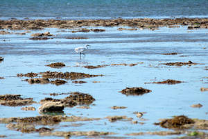 Egret