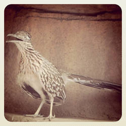 Roadrunner