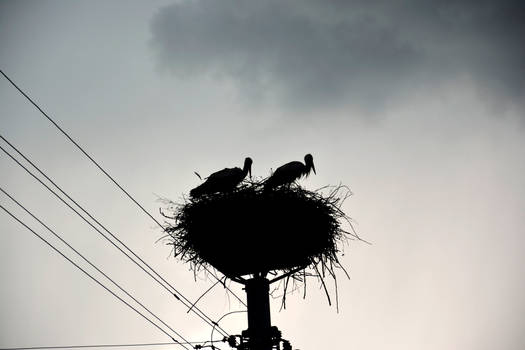 stormy storks