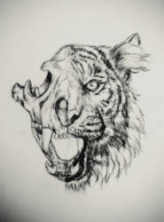 Tiger Half Skull Illustration 