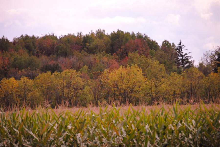 Fallscape Fallscape by Red-Lilly on DeviantArt