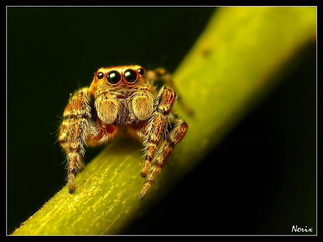Normal Nice Spiders nice spider by Ofielkhul on DeviantArt