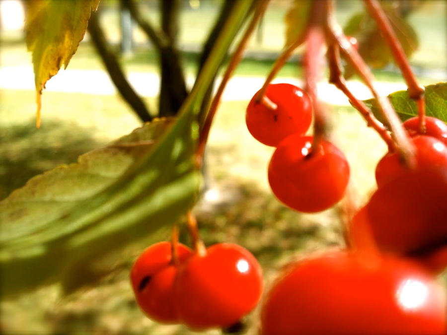 Cherry Red by Art-of-the-pencil on DeviantArt