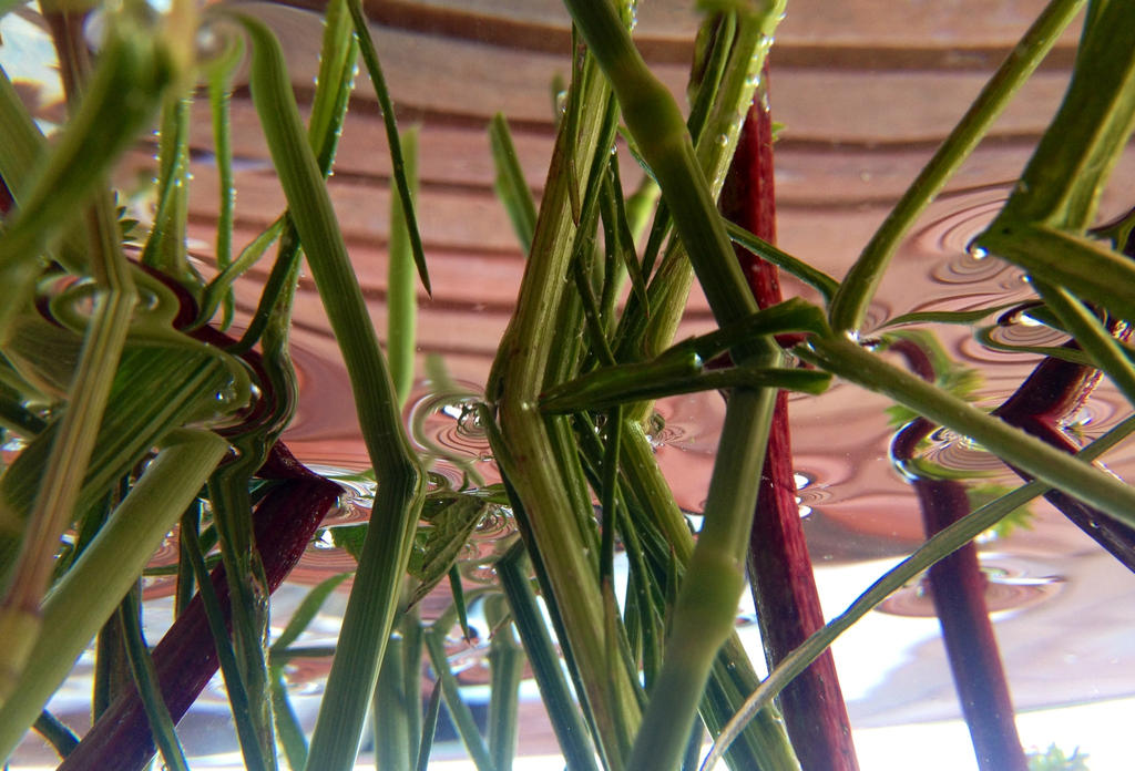 Plants under the water