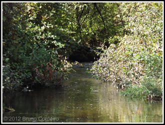 Sunlit Stream