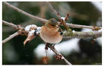 Chaffinch by Friandise