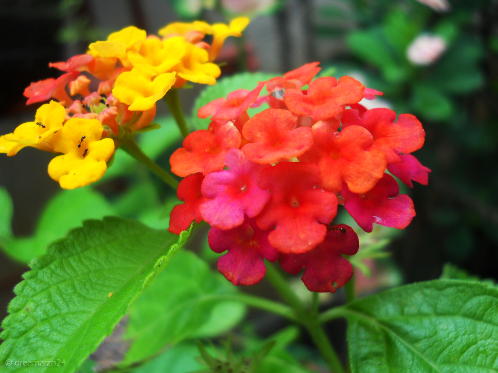 Lantana Camara (Utot-utot Flower) by dreamarzh24 on DeviantArt