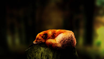 Sleeping fox 1920x1080p v3 Dark Misko