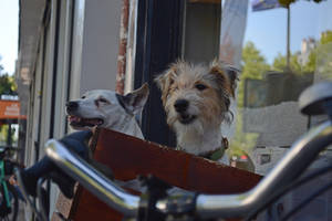 Happy dogs of Paris