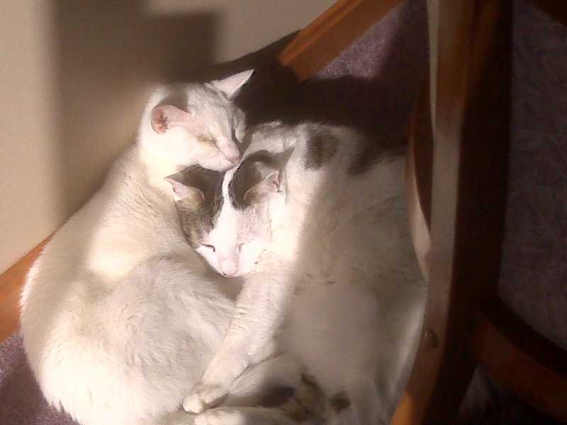 Cats Cuddling!