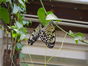 Crystal Gardens . Butterflies