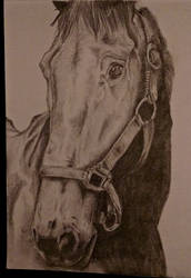 A6'ish' Horse portrait